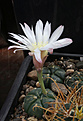 Нажмите на изображение для увеличения.

Название:	Gymnocalycium_denudatum_AH344.jpg
Просмотров:	138
Размер:	206.0 Кб
ID:	333668