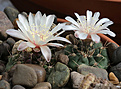Нажмите на изображение для увеличения.

Название:	Gymnocalycium_kroenleinii_aff_VG1039.jpg
Просмотров:	137
Размер:	196.8 Кб
ID:	333669