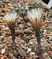 Нажмите на изображение для увеличения.

Название:	Gymnocalycium_platigonum_LB1161.jpg
Просмотров:	147
Размер:	181.0 Кб
ID:	333670