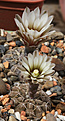Нажмите на изображение для увеличения.

Название:	Gymnocalycium_platigonum_LB1161_.jpg
Просмотров:	139
Размер:	177.3 Кб
ID:	333671