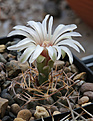 Нажмите на изображение для увеличения.

Название:	Gymnocalycium_prohazkianum-bicolor_VG08-061.jpg
Просмотров:	135
Размер:	207.7 Кб
ID:	333672