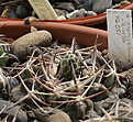 Нажмите на изображение для увеличения.

Название:	Gymnocalycium_prohazkianum-bicolor_VG051.jpg
Просмотров:	116
Размер:	191.1 Кб
ID:	333673