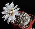 Нажмите на изображение для увеличения.

Название:	Gymnocalycium ragonesii..JPG
Просмотров:	172
Размер:	172.0 Кб
ID:	333687