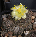 Нажмите на изображение для увеличения.

Название:	Copiapoa_humilis_FR464.jpg
Просмотров:	136
Размер:	183.2 Кб
ID:	333688