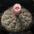 Нажмите на изображение для увеличения.

Название:	Gymnocalycium_ferrarii_VG665.jpg
Просмотров:	130
Размер:	217.8 Кб
ID:	333700