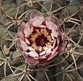 Нажмите на изображение для увеличения.

Название:	Gymnocalycium_ferrarii_VG665_.jpg
Просмотров:	116
Размер:	197.4 Кб
ID:	333701