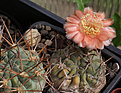 Нажмите на изображение для увеличения.

Название:	Acanthocalycium_ferrari_VG1025.jpg
Просмотров:	136
Размер:	198.1 Кб
ID:	333709