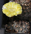 Нажмите на изображение для увеличения.

Название:	Acanthocalycium_munitum_DH10.jpg
Просмотров:	119
Размер:	201.2 Кб
ID:	333710