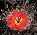 Нажмите на изображение для увеличения.

Название:	Acanthocalycium_munitum_VG1215.jpg
Просмотров:	132
Размер:	177.4 Кб
ID:	333711