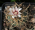 Нажмите на изображение для увеличения.

Название:	Gymnocalycium_cardenasianum.jpg
Просмотров:	525
Размер:	193.8 Кб
ID:	333712