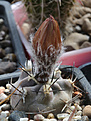 Нажмите на изображение для увеличения.

Название:	Pyrrhocactus_villicumensis_DJF362.jpg
Просмотров:	118
Размер:	189.7 Кб
ID:	333735