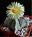 Нажмите на изображение для увеличения.

Название:	Astrophytum myriostigma.JPG
Просмотров:	169
Размер:	195.8 Кб
ID:	333739