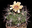 Нажмите на изображение для увеличения.

Название:	Gymnocalycium_pflanzii_marquesii_274_4.JPG
Просмотров:	174
Размер:	199.3 Кб
ID:	333741