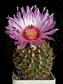 Нажмите на изображение для увеличения.

Название:	Thelocactus_schwarzii_071_10.JPG
Просмотров:	169
Размер:	224.9 Кб
ID:	333743