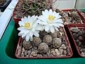 Нажмите на изображение для увеличения.

Название:	Mamm_theresae_albiflora.JPG
Просмотров:	106
Размер:	75.0 Кб
ID:	333749