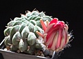 Нажмите на изображение для увеличения.

Название:	L.cinnabarina v.grandiflora VZ260.JPG
Просмотров:	106
Размер:	131.6 Кб
ID:	333755