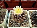 Нажмите на изображение для увеличения.

Название:	Copiapoa_hypogaea_Lisard Skin.JPG
Просмотров:	106
Размер:	78.7 Кб
ID:	333759