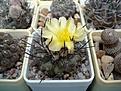 Нажмите на изображение для увеличения.

Название:	Copiapoa_montana.JPG
Просмотров:	109
Размер:	76.7 Кб
ID:	333760