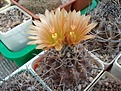 Нажмите на изображение для увеличения.

Название:	Neochil_setosiflora.JPG
Просмотров:	103
Размер:	91.5 Кб
ID:	333761