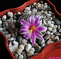 Нажмите на изображение для увеличения.

Название:	Mammillaria blossfeldiana.JPG
Просмотров:	248
Размер:	179.2 Кб
ID:	333766
