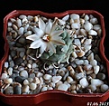 Нажмите на изображение для увеличения.

Название:	Turbinicarpus schwarzii.JPG
Просмотров:	234
Размер:	176.2 Кб
ID:	333769