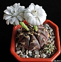 Нажмите на изображение для увеличения.

Название:	Gymnocalycium anisitsii ssp. holidii v.tucovacense..JPG
Просмотров:	231
Размер:	275.7 Кб
ID:	333771