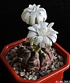 Нажмите на изображение для увеличения.

Название:	Gymnocalycium anisitsii ssp. holidii v.tucovacense.JPG
Просмотров:	229
Размер:	260.1 Кб
ID:	333772