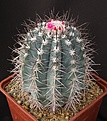 Нажмите на изображение для увеличения.

Название:	Melocactus_azureus_L62B0670.jpg
Просмотров:	223
Размер:	185.1 Кб
ID:	333792