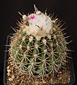 Нажмите на изображение для увеличения.

Название:	Melocactus_peruvianus_L62B0696.jpg
Просмотров:	225
Размер:	182.0 Кб
ID:	333793