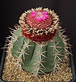 Нажмите на изображение для увеличения.

Название:	Melocactus_sp_L62B0710.jpg
Просмотров:	229
Размер:	218.6 Кб
ID:	333794