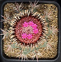 Нажмите на изображение для увеличения.

Название:	Melocactus_sp_L62B0721.jpg
Просмотров:	227
Размер:	205.6 Кб
ID:	333795