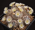 Нажмите на изображение для увеличения.

Название:	Mammillaria_duwei_L62B0217.jpg
Просмотров:	229
Размер:	187.1 Кб
ID:	333797