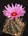 Нажмите на изображение для увеличения.

Название:	Thelocactus_bicolor_ssp_flavidispinus_L62B0212.jpg
Просмотров:	234
Размер:	151.4 Кб
ID:	333798