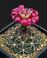 Нажмите на изображение для увеличения.

Название:	Gymnocalycium_carminanthum_P133_L62B0227.jpg
Просмотров:	242
Размер:	169.5 Кб
ID:	333800
