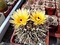 Нажмите на изображение для увеличения.

Название:	Notocactus_submammulosus.JPG
Просмотров:	144
Размер:	77.6 Кб
ID:	333807