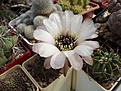 Нажмите на изображение для увеличения.

Название:	Lobivia_jajoiana_cv.ANEMONE.JPG
Просмотров:	134
Размер:	79.1 Кб
ID:	333813