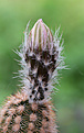 Нажмите на изображение для увеличения.

Название:	Echinocereus_fitchii_SB853.jpg
Просмотров:	147
Размер:	167.0 Кб
ID:	333814