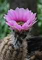 Нажмите на изображение для увеличения.

Название:	Echinocereus_fitchii_SB853_.jpg
Просмотров:	137
Размер:	145.4 Кб
ID:	333815