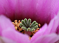 Нажмите на изображение для увеличения.

Название:	Echinocereus_fitchii_SB853+.jpg
Просмотров:	123
Размер:	195.9 Кб
ID:	333816