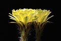 Нажмите на изображение для увеличения.

Название:	Echinopsis_aurea_900pcs.jpg
Просмотров:	134
Размер:	111.7 Кб
ID:	333819