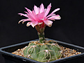 Нажмите на изображение для увеличения.

Название:	Gymnocalycium_denudatum_Jan_Suba.jpg
Просмотров:	234
Размер:	177.9 Кб
ID:	333822