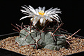 Нажмите на изображение для увеличения.

Название:	Thelocactus_hexaedrophorus_fossulatus.jpg
Просмотров:	229
Размер:	198.2 Кб
ID:	333824