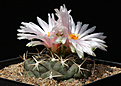 Нажмите на изображение для увеличения.

Название:	Thelocactus_hexaedrophorus_ssp_kvetae_PAN137.jpg
Просмотров:	228
Размер:	195.3 Кб
ID:	333825