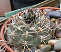 Нажмите на изображение для увеличения.

Название:	Gymnocalycium_catamarsense_form_VG813.jpg
Просмотров:	123
Размер:	204.2 Кб
ID:	333829