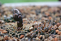 Нажмите на изображение для увеличения.

Название:	Gymnocalycium_intertextum_form_P81.jpg
Просмотров:	126
Размер:	174.0 Кб
ID:	333830