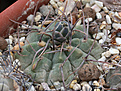 Нажмите на изображение для увеличения.

Название:	Gymnocalycium_ochoterenai_ssp_vatteri_v.altautinense_VG500.jpg
Просмотров:	130
Размер:	226.4 Кб
ID:	333831