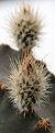 Нажмите на изображение для увеличения.

Название:	Echinocereus_subinermis.jpg
Просмотров:	124
Размер:	185.2 Кб
ID:	333835