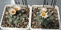 Нажмите на изображение для увеличения.

Название:	Turbinicarpus_swobodae_L1499_6y.JPG
Просмотров:	209
Размер:	102.4 Кб
ID:	333848