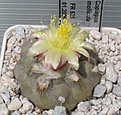 Нажмите на изображение для увеличения.

Название:	Copiapoa_mollicula_FR525_7y.JPG
Просмотров:	200
Размер:	174.2 Кб
ID:	333849
