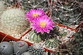 Нажмите на изображение для увеличения.

Название:	IMG_2009.JPG
Просмотров:	193
Размер:	272.3 Кб
ID:	333895